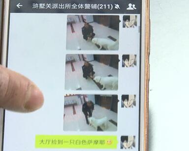 有問題找警察，薩摩耶派出所報案，不注意這件事，對狗狗致命，警察蜀黍卻幫不上忙！
