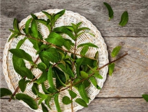 植物可以去甲醛嗎？甲醛治理原理是什么